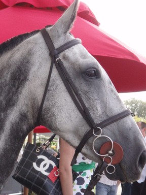  Ellerslie rhorse races in March